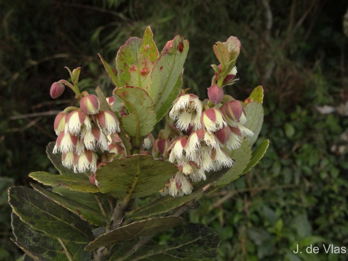 Elaeocarpus coriaceus Hook.